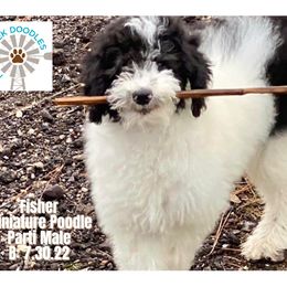 Fisher - Black and white male Aussiedoodle puppy in Plantersville, Texas from Mill Creek Doodles