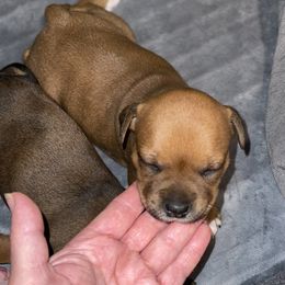 KitKat - Red female Staffordshire Bull Terrier puppy in Monroe, Georgia from Irresistibull Staffords