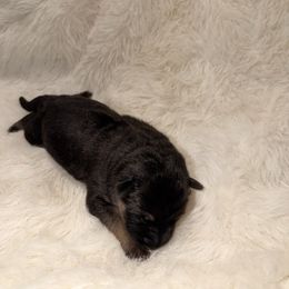 Girl 6 - Black and red female German Shepherd puppy in Hollis Center, Maine from Noble German Shepherds of Maine