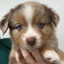 Uncle Abe - Red merle male Miniature Australian Shepherd puppy in Midway, Texas from L Bar W Aussie Ranch