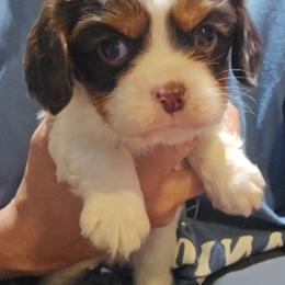 Boy 1 - Chocolate male Cavalier King Charles Spaniel puppy in Wimberley, Texas from Amazing AKC Puppies
