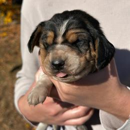 Female 1 - Black brown and white female Basset Hound puppy in Lindley, New York from Hill Top Basset Hounds & Cane Corso