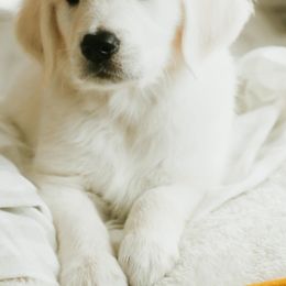 Golden Retriever Puppies from Arrowhead Kennels