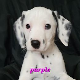 Dalmatian Puppies from Delaney's Dalmatians