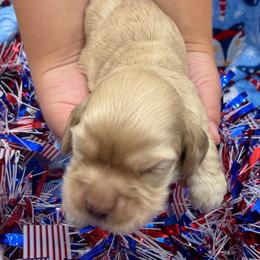 Emory - Buff male Cocker Spaniel puppy in Howe, Indiana from A&J Kennel
