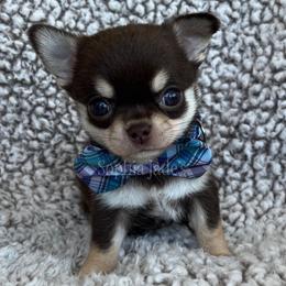 Forge - Chocolate and tan male Chihuahua puppy in Augusta, Georgia from Sophia Jade's Chi Brigade
