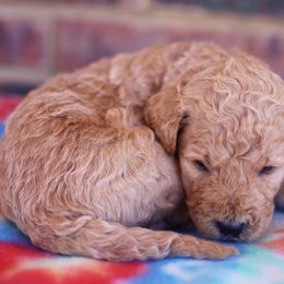 Poodle Puppies from Moss’ Poodles