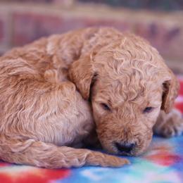 Poodle Puppies from Moss’ Poodles