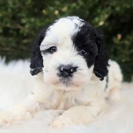 Indiana - Black and white male Cockapoo puppy in Salt Lake City, Utah from Utah Cocker Spaniels