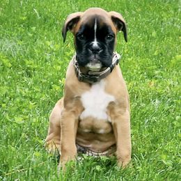 Boxer Puppies from Von Royal Dell'Infinito Deutscher
