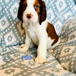 PB3 - Red and white male English Springer Spaniel puppy in Britton, South Dakota from K&S Canines