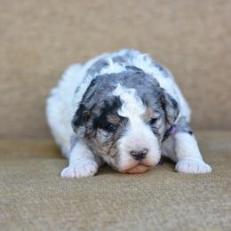 Purple collar female - Grey and white female Bernedoodle puppy in Scottsboro, Alabama from Dixie Land Doodles