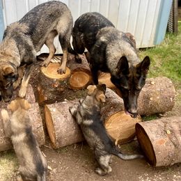German Shepherd Puppies from Von Overen German Shepherds