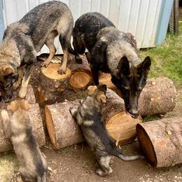 German Shepherd Puppies from Von Overen German Shepherds