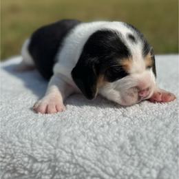 AKC Lynx - Black tan and white male Beagle puppy in Rogersville, Missouri from Hales Little Beagle Haven