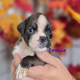 Seal girl - Brindle female Boxer puppy in Buffalo, Wyoming from Jtbuckingham Boxers