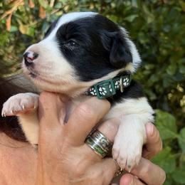 Girl 2 - female Border Collie puppy in Foley, Alabama from Bama Border Collies
