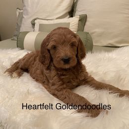 Bernedoodle and Goldendoodle Puppies from Heartfelt GoldenDoodles