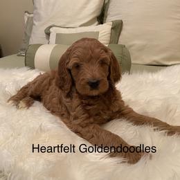 Bernedoodle and Goldendoodle Puppies from Heartfelt GoldenDoodles