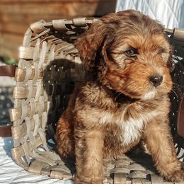 Bernedoodles from Jules’ Bernedoodles