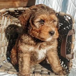 Bernedoodles from Jules’ Bernedoodles