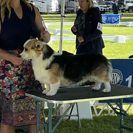 Buckle - Pembroke Welsh Corgi