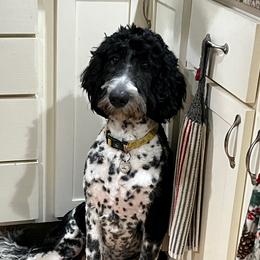 Tuni - Goldendoodle