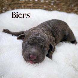 Biers - Chocolate male Double Doodle puppy in Cleveland, Tennessee from Edgewater Doodles & Designer Pups