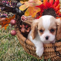 King - Blenheim male Cavalier King Charles Spaniel puppy in Walterboro, South Carolina from Puddlejumpers