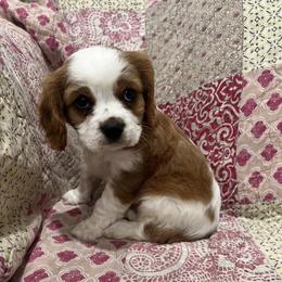Cavalier King Charles Spaniel Puppies from Kentucky Cavalier King Charles Spaniels