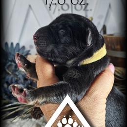 Legion - Black and red male German Shepherd puppy in Sequim, Washington from German Shepherd Haus