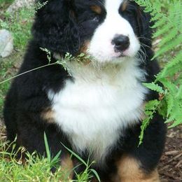 Bernese Mountain Dogs from Deb Tully's Bernese Mountain Dogs