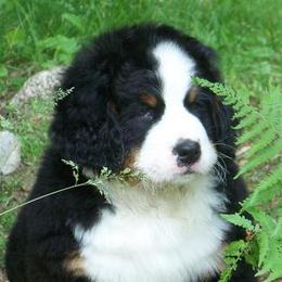 Bernese Mountain Dogs from Deb Tully's Bernese Mountain Dogs