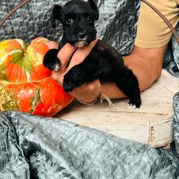 Tuxie - Black female Miniature Schnauzer puppy in Moreauville, Louisiana from Bayou Schnauz and Dals