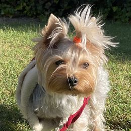 Nina - Yorkshire Terrier