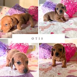 Otis - Dapple male Dachshund puppy in Saint Paul, Minnesota from Vibrant Eyes Doxies