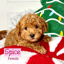 Spice - Red  female Goldendoodle puppy in Beecher, Illinois from Erica’s Doodles