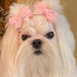 Maltese All Grown Up from A Maltese 4U