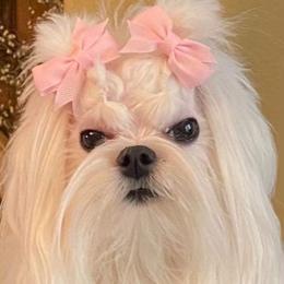 Maltese All Grown Up from A Maltese 4U