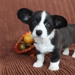 Cardigan Welsh Corgi Puppies from Rowe Family