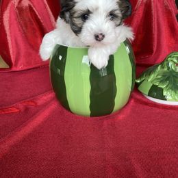 Boy 3 - male Havanese puppy in Fielding, Utah from LUCKY HAVANESE