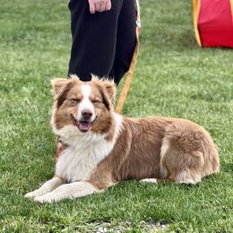 Mango - Australian Shepherd