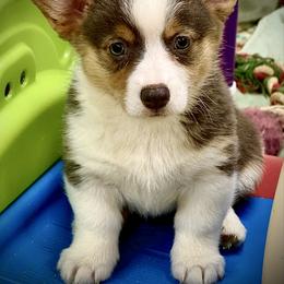 Juniper-Beautiful tri girl with natural long tail - Blue female Pembroke Welsh Corgi puppy in Taylorsville, North Carolina from Mill Creek’s Pembroke Welsh Corgis and French Bulldogs