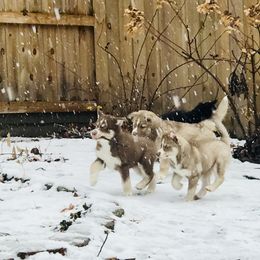 Siberian Husky Puppies from Myths and Legends Siberian Huskies