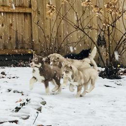 Siberian Husky Puppies from Myths and Legends Siberian Huskies