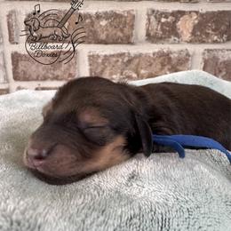 Boy 1 - Cream male Dachshund puppy in Pulaski, Tennessee from Billboard Doxies
