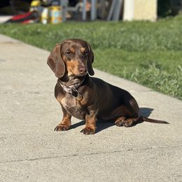 . - Dachshund