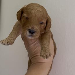 Boy 1 - Red  male Goldendoodle puppy in Hopkins County, Texas from Boutique Doodles