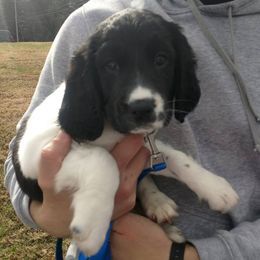 English Springer Spaniels from Superb Springers