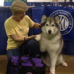 Alaskan Malamutes from Wendy Corr's Onak Alaskan Malamutes